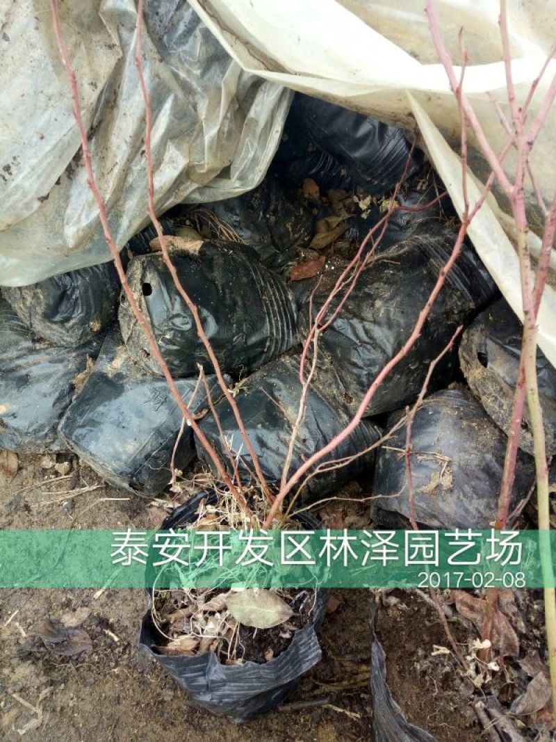 蓝莓苗2年以上50~80cm