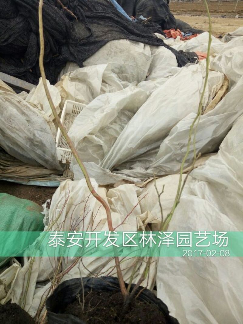 蓝莓苗2年以上50~80cm