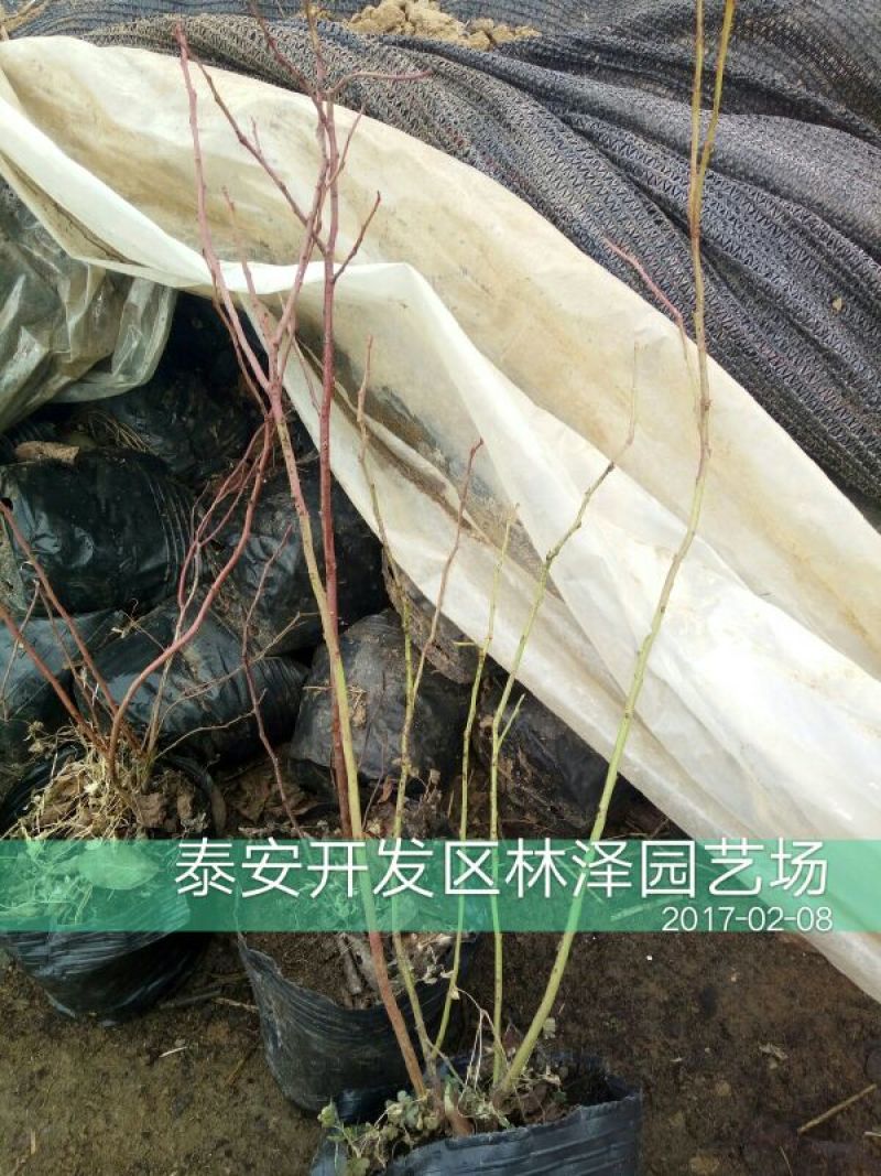 蓝莓苗2年以上50~80cm
