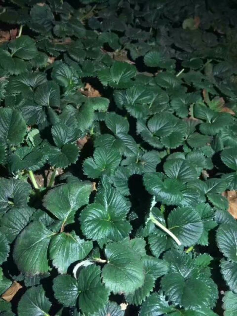 丰香草莓