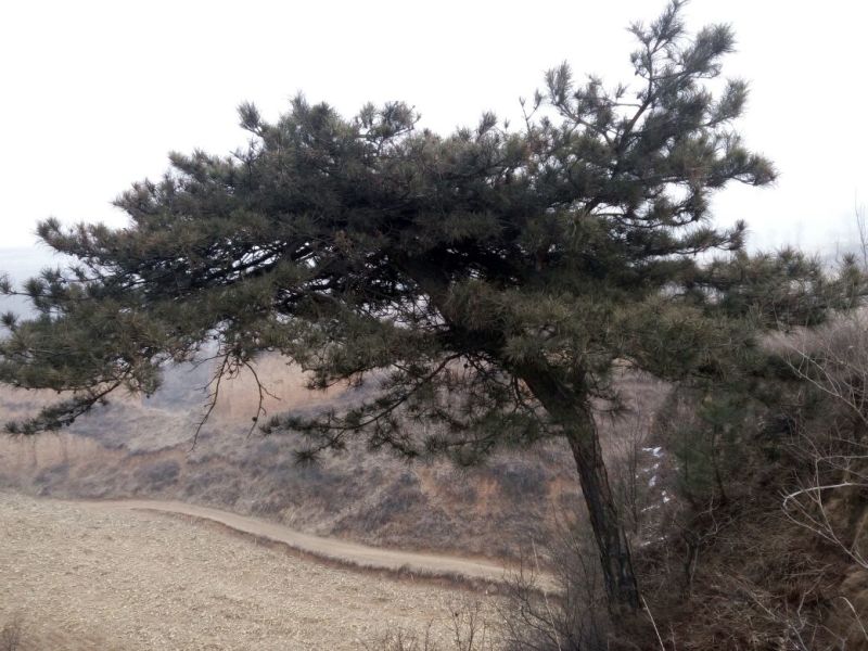造型松14公分