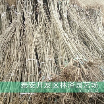 板栗树苗