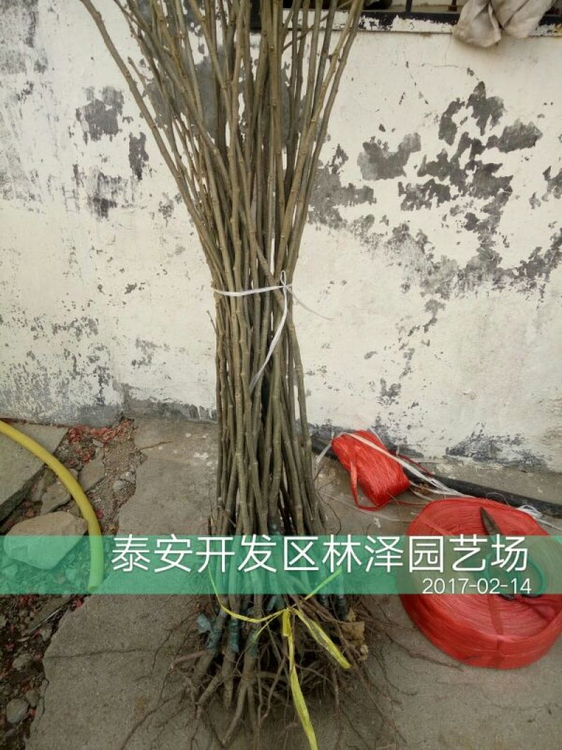 板栗树苗
