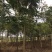 黄山栾树
