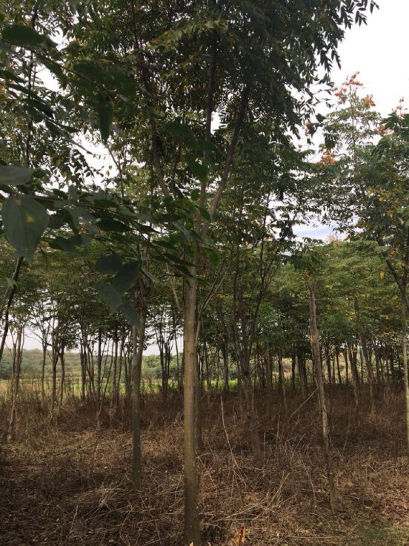 黄山栾树
