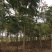 黄山栾树