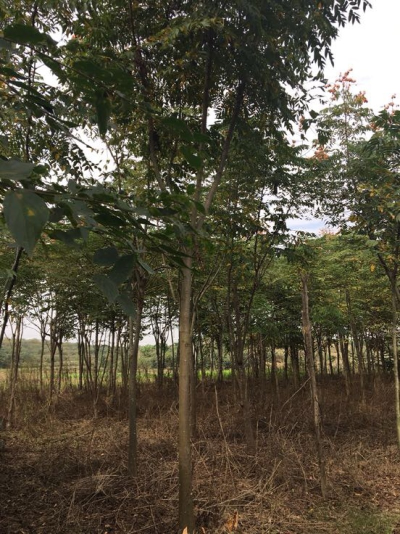 黄山栾树