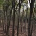 黄山栾树