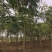 黄山栾树