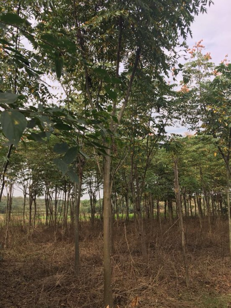 黄山栾树