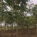 黄山栾树