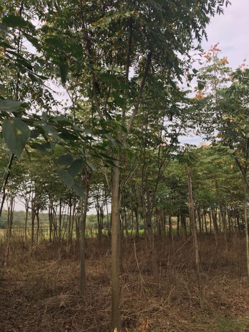 黄山栾树