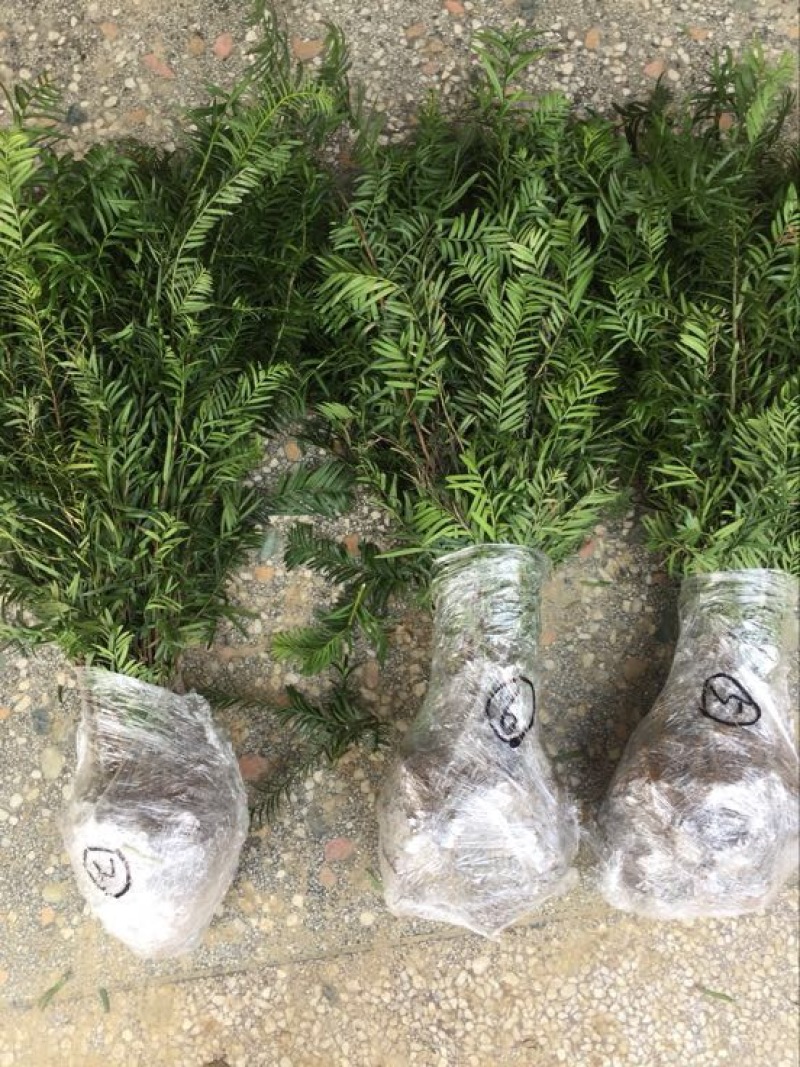 南方红豆杉苗80～1米高