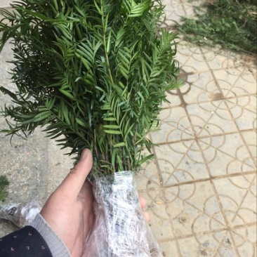南方红豆杉苗80～1米高