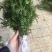 南方红豆杉苗80～1米高