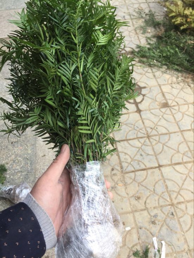 南方红豆杉苗80～1米高