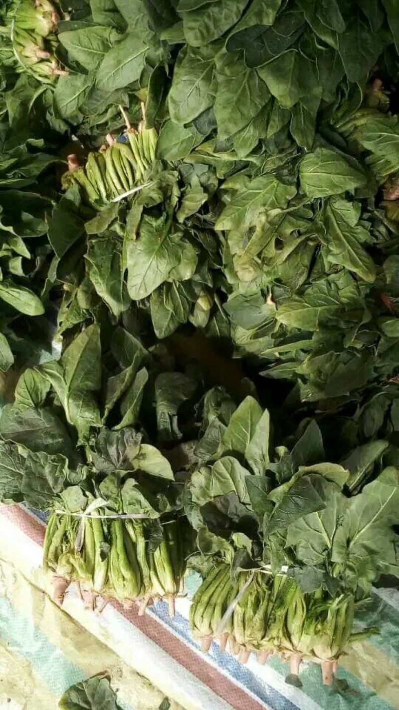 供应大叶菠菜，2斤小捆20~25厘米，货源充足