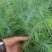 雪松2cm以下