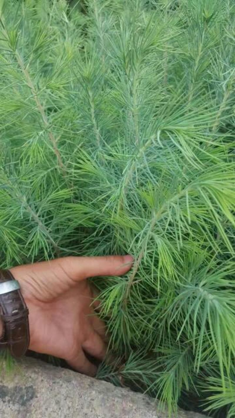 雪松2cm以下