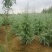 雪松2cm以下