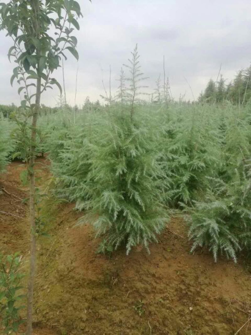 雪松2cm以下