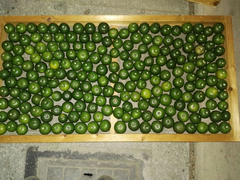 柑普茶特级