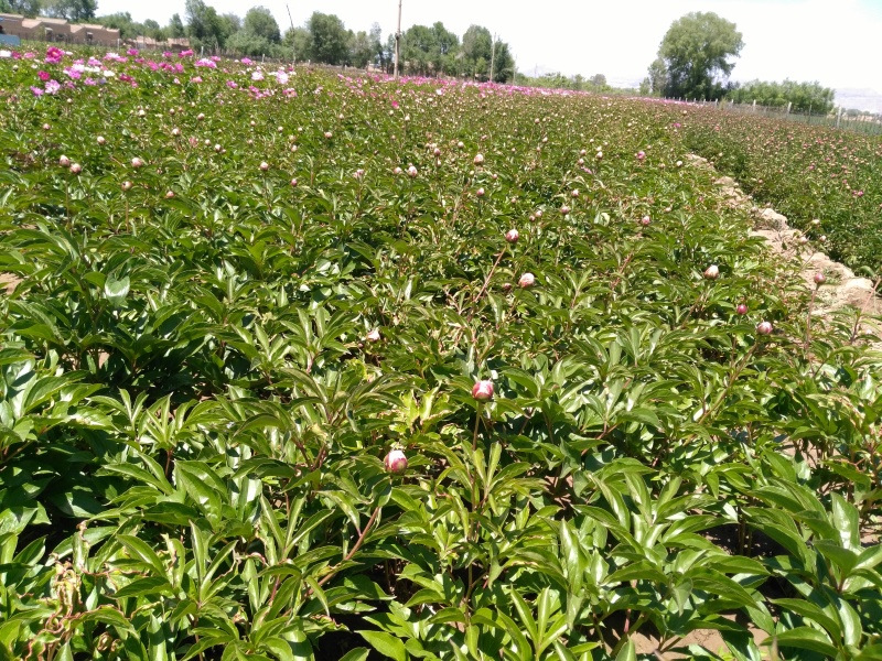 芍药2一5年苗，根系发达，长势良好，量大从优