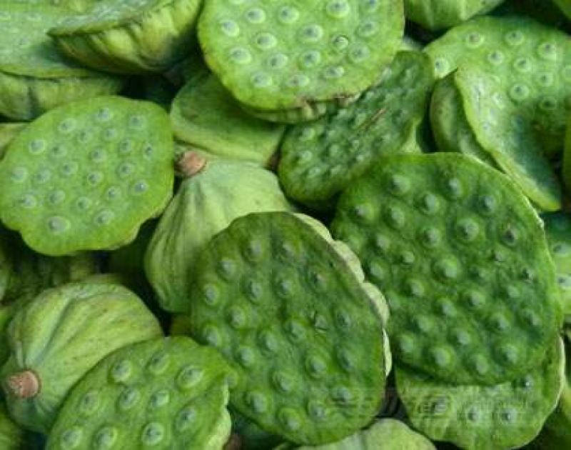 精选新鲜莲蓬水果莲蓬大量供应电商一件代发