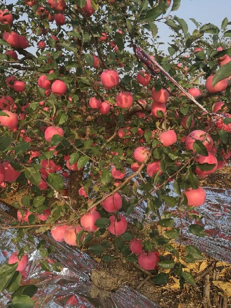 M9t337矮化自根砧苹果苗