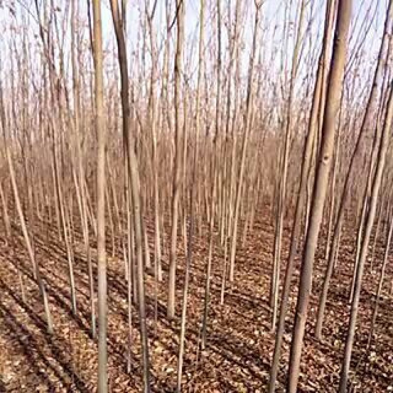 栾树8~10cm4~6cm3~3.5米