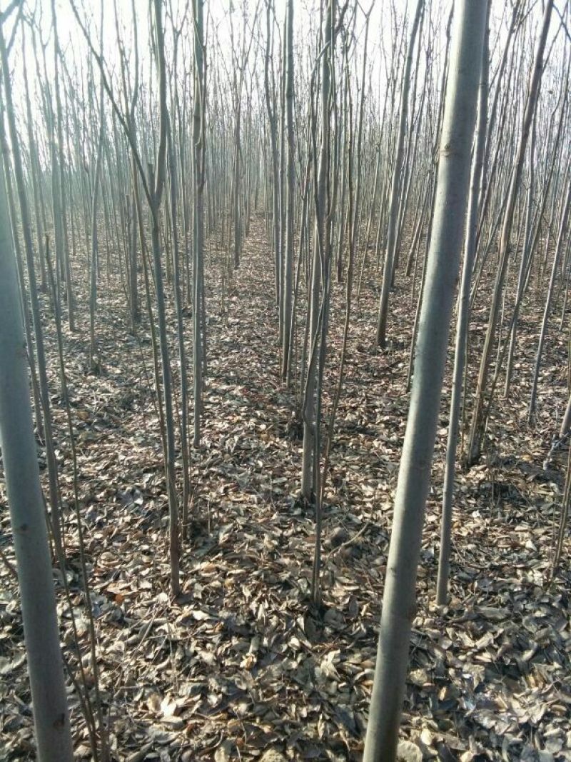 栾树8~10cm4~6cm3~3.5米