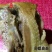 走地鸡散养土鸡2斤以下