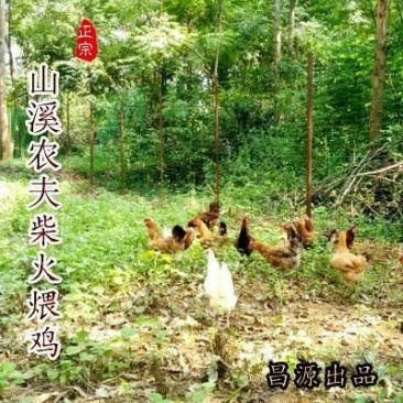 走地鸡散养土鸡2斤以下