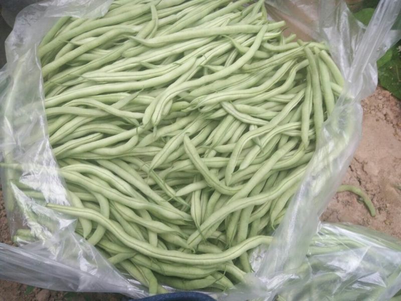 无丝豆20厘米以上