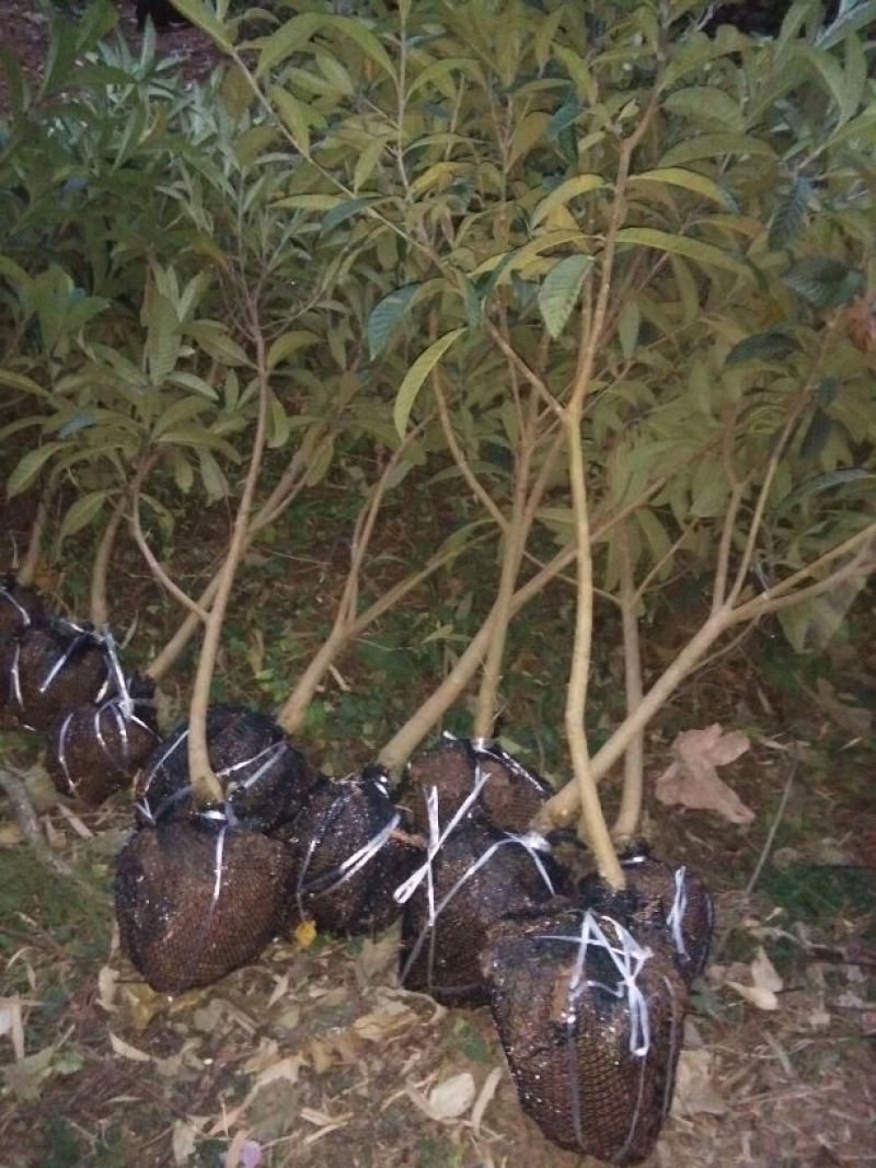 梨树苗1cm以下30~50cm