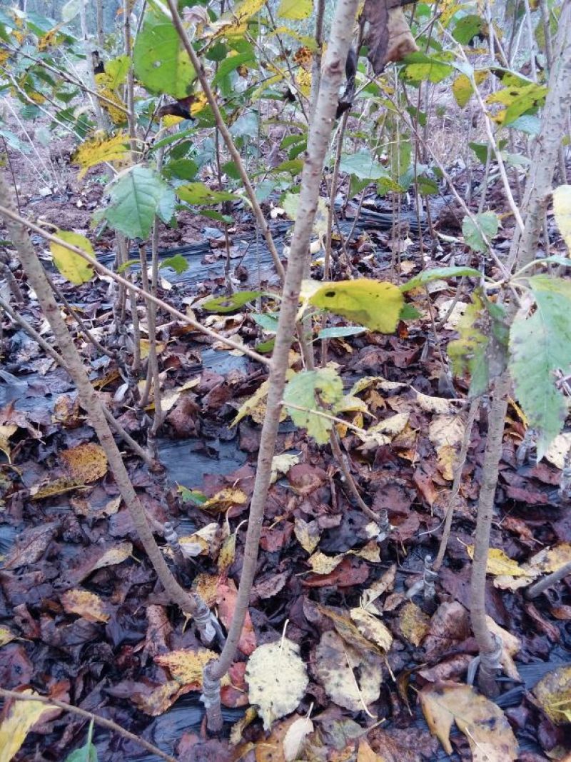 梨树苗1cm以下30~50cm