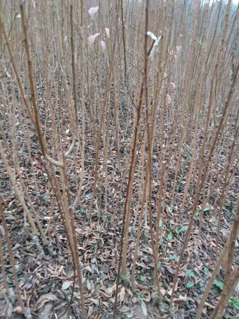 梨树苗1cm以下30~50cm