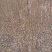 梨树苗1cm以下30~50cm