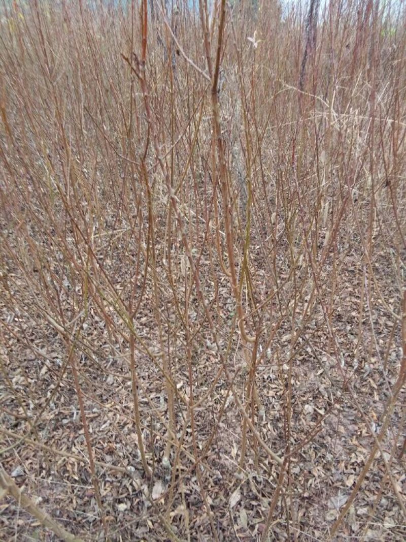 梨树苗1cm以下30~50cm