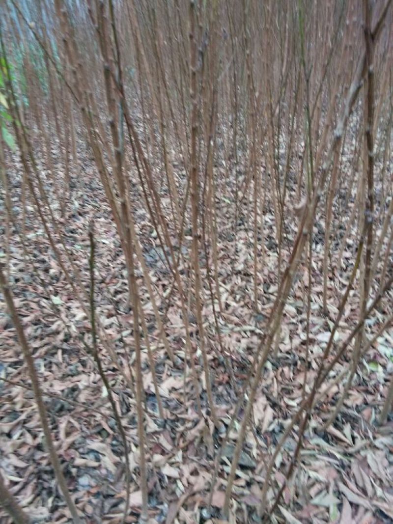 梨树苗1cm以下30~50cm