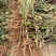 梨树苗1cm以下30~50cm