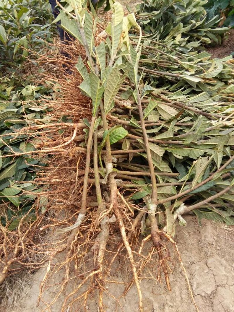梨树苗1cm以下30~50cm