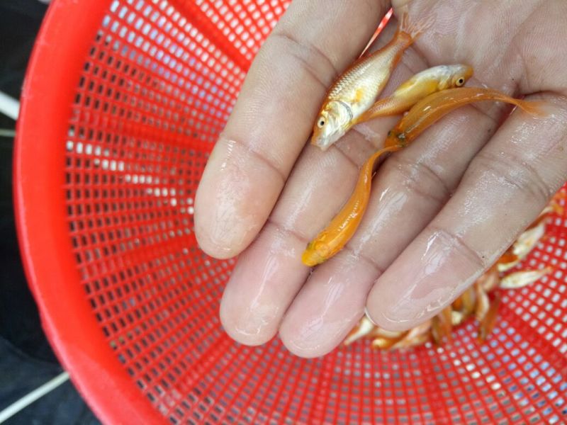 红鲤鱼苗，大量批发，欢迎订购。。。。。。