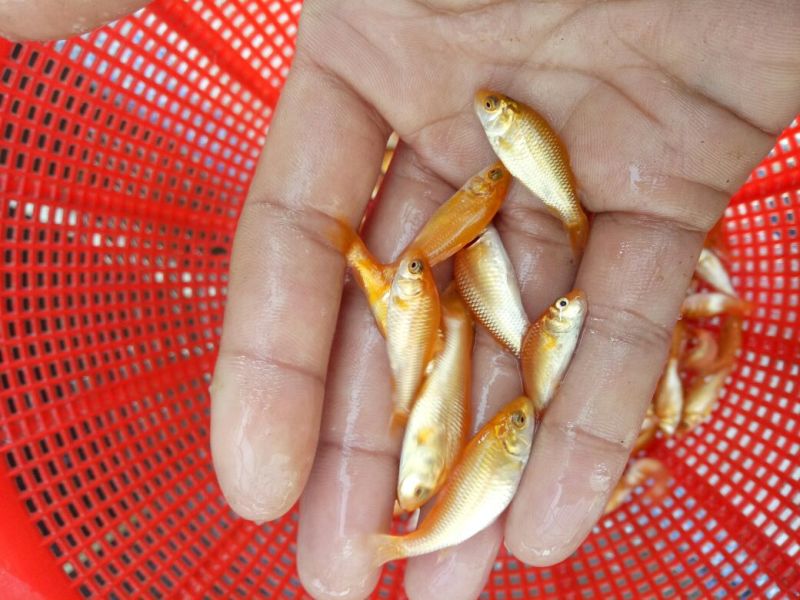 红鲤鱼苗，大量批发，欢迎订购。。。。。。