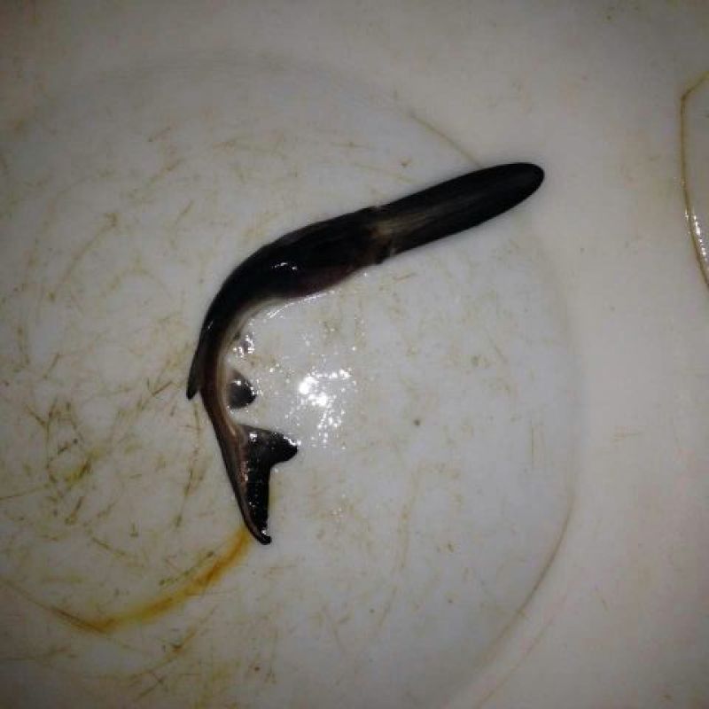 嘴鱼苗，大量批发，欢迎订购。。。。。。。。