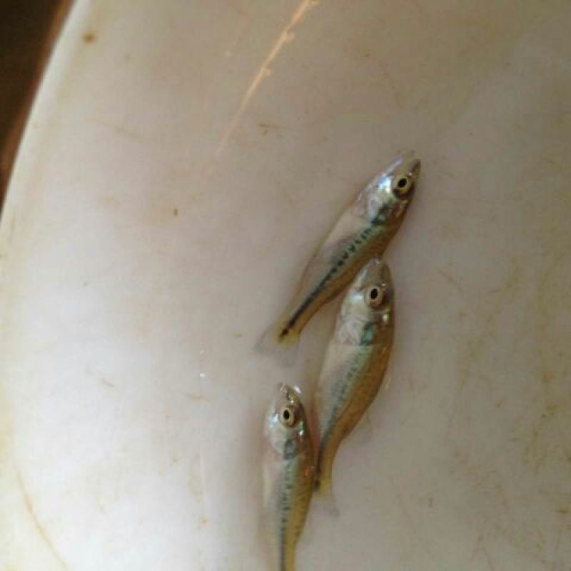 加洲鲈鱼苗，大量批发，欢迎订购。。。。。。