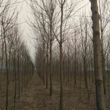 白蜡树12~14cm10~12cm