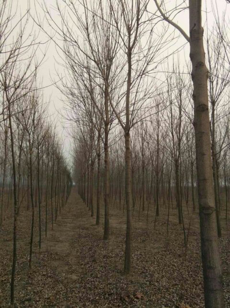 白蜡树12~14cm10~12cm