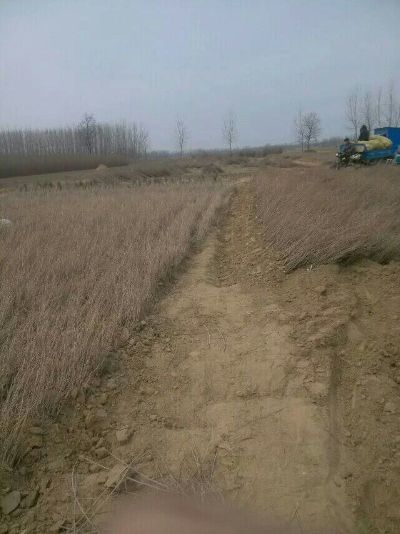 紫穗槐护坡专用成活率高产地一手货源欢迎来电
