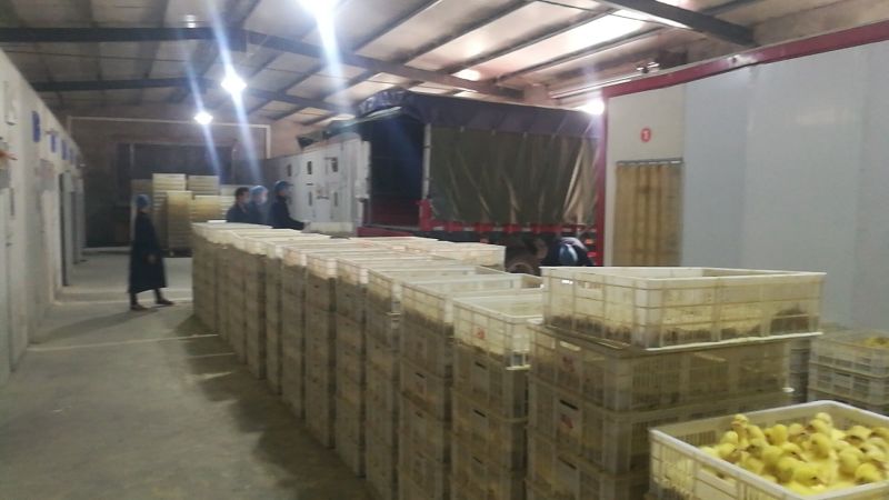 扬州大白鹅苗250g以上